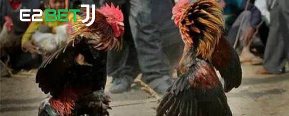 កម្ពុជា SABONG អនឡាញ